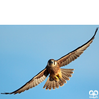 گونه بحری Peregrine Falcon